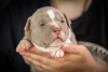 Zdjęcie №1. american bully - na sprzedaż w Москва | 6703zł | Zapowiedź №54828