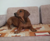 Dodatkowe zdjęcia: Rhodesian Ridgeback suczka ZKWP/FCI