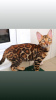 Zdjęcie №2 do zapowiedźy № 29858 na sprzedaż  kot bengalski - wkupić się Białoruś od żłobka