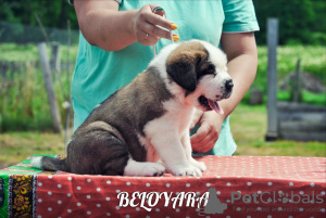 Zdjęcie №2 do zapowiedźy № 7212 na sprzedaż  bernardyn (rasa psa) - wkupić się Białoruś od żłobka