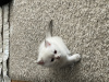 Zdjęcie №4. Sprzedam kot brytyjski krótkowłosy w Genewa. prywatne ogłoszenie - cena - 10464zł
