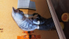 Dodatkowe zdjęcia: Plama brytyjskiego kotka na srebrze