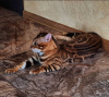 Zdjęcie №2 do zapowiedźy № 10036 na sprzedaż  kot bengalski - wkupić się Federacja Rosyjska od żłobka