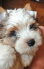 Zdjęcie №2 do zapowiedźy № 94034 na sprzedaż  yorkshire terrier - wkupić się Białoruś od żłobka, hodowca