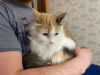 Dodatkowe zdjęcia: Trójkolorowa kotka Vanilla szuka domu i kochającej rodziny!