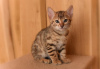 Zdjęcie №2 do zapowiedźy № 32656 na sprzedaż  kot bengalski - wkupić się Niemcy prywatne ogłoszenie