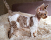 Zdjęcie №1. devon rex - na sprzedaż w Swellendam Local Municipality | 1347zł | Zapowiedź № 111727