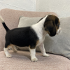 Zdjęcie №2 do zapowiedźy № 50496 na sprzedaż  beagle (rasa psa) - wkupić się USA prywatne ogłoszenie