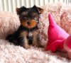 Zdjęcie №1. yorkshire terrier - na sprzedaż w Smiltene | Bezpłatny | Zapowiedź №98129