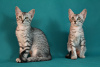 Zdjęcie №2 do zapowiedźy № 7483 na sprzedaż  kot egipski mau - wkupić się Federacja Rosyjska od żłobka