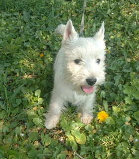 Zdjęcie №2 do zapowiedźy № 6330 na sprzedaż  west highland white terrier - wkupić się Ukraina od żłobka