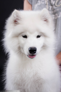 Dodatkowe zdjęcia: Samoyed. Inteligentny chłopak