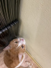 Zdjęcie №3. Cudowna ruda kotka Bonechka szuka domu i kochającej rodziny!. Białoruś