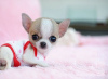 Dodatkowe zdjęcia: Wunderschöne Chihuahua-Welpen stehen zur Adopcja zur Verfügung