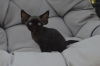 Zdjęcie №1. devon rex - na sprzedaż w Berlin | 1591zł | Zapowiedź № 121027