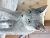 Dodatkowe zdjęcia: Rosyjski niebieski kot