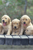 Zdjęcie №3. Dostępne są niesamowite szczenięta Golden Retriever. USA