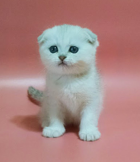 Zdjęcie №1. scottish fold - na sprzedaż w Charków | 1251zł | Zapowiedź № 3541