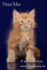 Zdjęcie №1. kot syberyjski - na sprzedaż w Petersburg | Bezpłatny | Zapowiedź № 68530