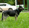 Dodatkowe zdjęcia: Wielki, wschodnioeuropejski pies pasterski, wiek 4,5 roku. Szukam domu.