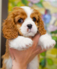 Zdjęcie №2 do zapowiedźy № 95862 na sprzedaż  cavalier king charles spaniel - wkupić się Turcja prywatne ogłoszenie