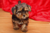 Zdjęcie №1. yorkshire terrier - na sprzedaż w Tucson | 1684zł | Zapowiedź №48694