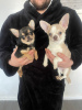 Zdjęcie №1. chihuahua (rasa psów) - na sprzedaż w Nowy Jork | 990zł | Zapowiedź №96871