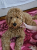 Dodatkowe zdjęcia: Goldendoodle F1