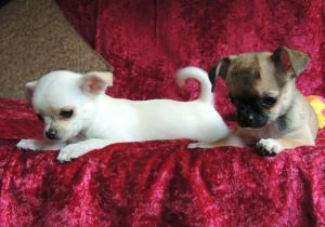 Zdjęcie №3. Oferujemy do sprzedaży szczenięce szczeniaczki Chihuahua. Federacja Rosyjska