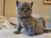 Zdjęcie №1. kot brytyjski krótkowłosy - na sprzedaż w Monachium | 792zł | Zapowiedź № 92681