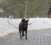 Zdjęcie №4. Sprzedam pies nierasowy w Mytishchi. prywatne ogłoszenie - cena - Bezpłatny