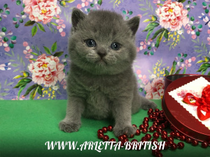 Zdjęcie №3. Brytyjskie koty w klasycznym niebieskim kolorze. Federacja Rosyjska