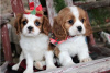 Zdjęcie №3. Urocze szczenięta Cavalier King Charles do bezpłatnej adopcji. Niemcy