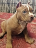 Zdjęcie №1. american bully - na sprzedaż w Serpoukhov | negocjowane | Zapowiedź №100612