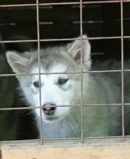 Zdjęcie №1. alaskan malamute - na sprzedaż w Jekaterynburg | 850zł | Zapowiedź №6719