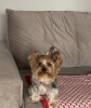 Zdjęcie №1. yorkshire terrier - na sprzedaż w Oslo | negocjowane | Zapowiedź №41886