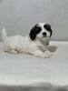 Zdjęcie №3. WSPANIAŁE SZCZENIĘTA SHIH TZU. Niemcy