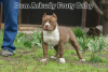 Zdjęcie №2 do zapowiedźy № 44279 na sprzedaż  american bully - wkupić się Federacja Rosyjska od żłobka, hodowca