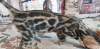 Zdjęcie №4. Sprzedam kot bengalski w Kirov. od żłobka - cena - 992zł