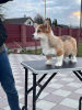 Zdjęcie №4. Sprzedam welsh corgi w Berlin. od żłobka - cena - 5023zł