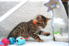 Zdjęcie №2 do zapowiedźy № 100515 na sprzedaż  kot bengalski - wkupić się Australia prywatne ogłoszenie