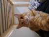 Zdjęcie №2 do zapowiedźy № 55010 na sprzedaż  kot domowy - wkupić się Republika Czeska prywatne ogłoszenie