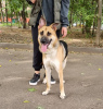 Zdjęcie №1. pies nierasowy - na sprzedaż w Москва | Bezpłatny | Zapowiedź №52769