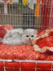 Zdjęcie №1. kot brytyjski krótkowłosy - na sprzedaż w Ryga | 1465zł | Zapowiedź № 77389
