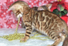 Dodatkowe zdjęcia: Dostępne wspaniałe kocięta bengalskie!