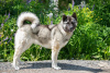 Zdjęcie №3. Pies Akita Metizo naprawdę chce wracać do domu!!. Federacja Rosyjska
