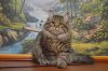 Zdjęcie №1. kot syberyjski - na sprzedaż w Новогрудок | negocjowane | Zapowiedź № 17313
