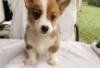 Zdjęcie №1. welsh corgi - na sprzedaż w Berlin | Bezpłatny | Zapowiedź №126988