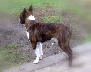 Dodatkowe zdjęcia: Boston Terrier, nie buldog francuski, szczenięta, oczekiwany miot