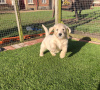 Zdjęcie №3. Piękny golden retriever do bezpłatnej adopcji. Niemcy